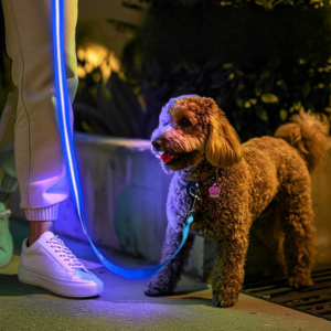 Correa LED para Perros